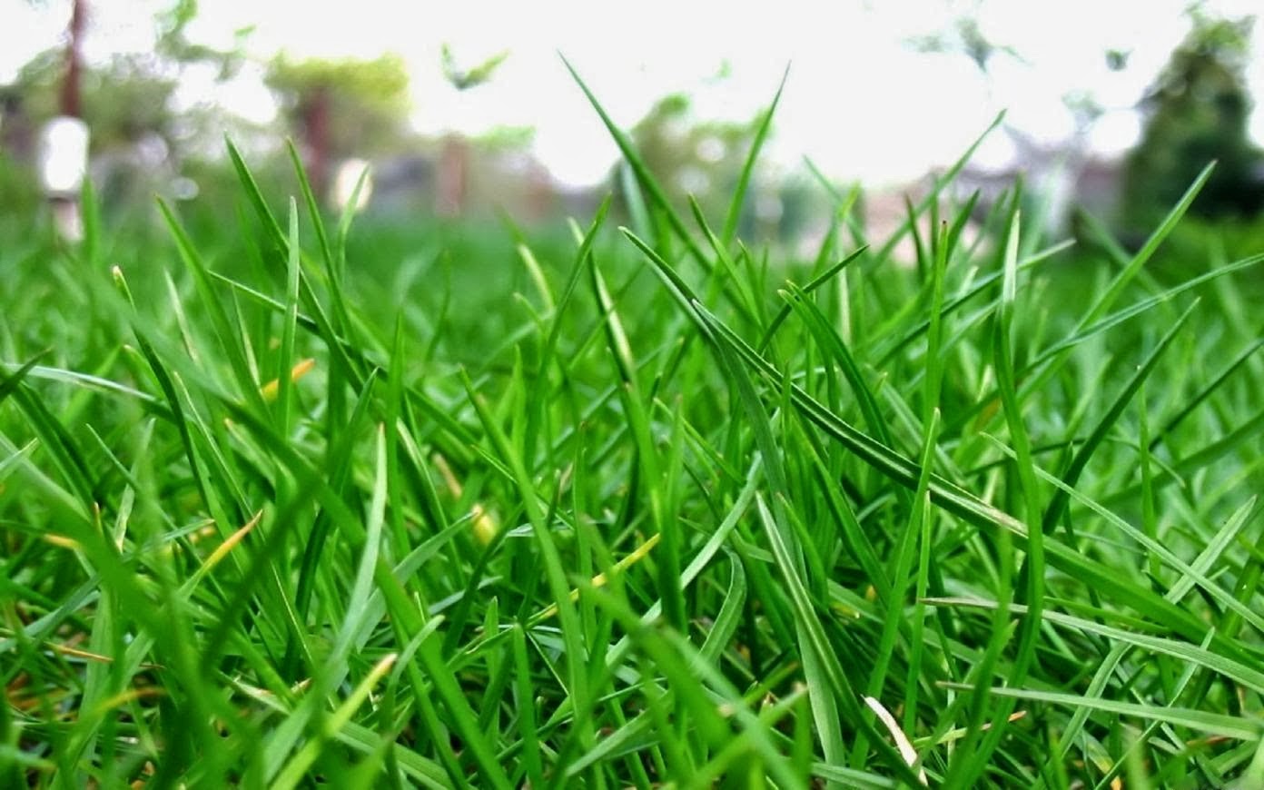 apa saja manfaat rumput