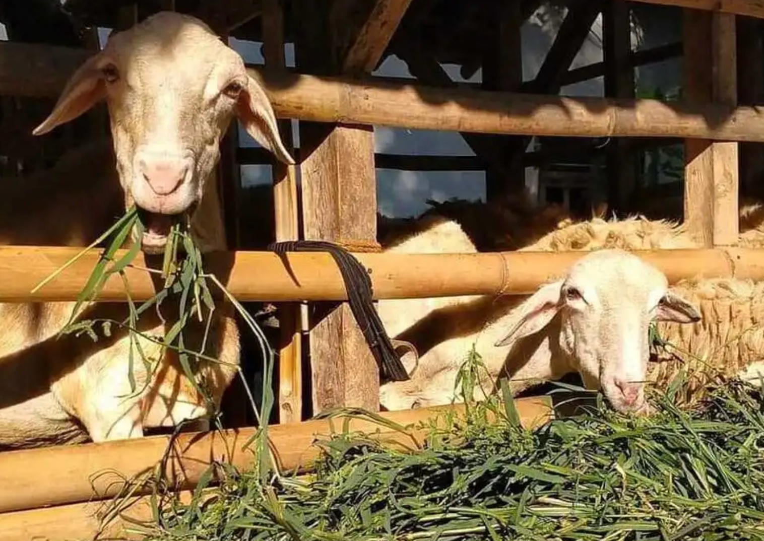 peluang bisnis silase kambing