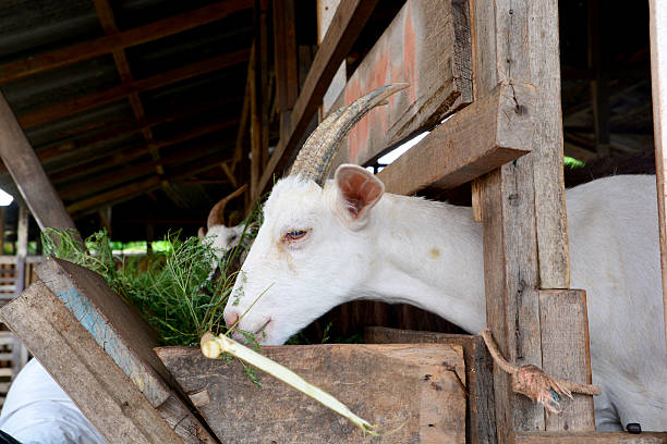Daun terbaik untuk pakan kambing