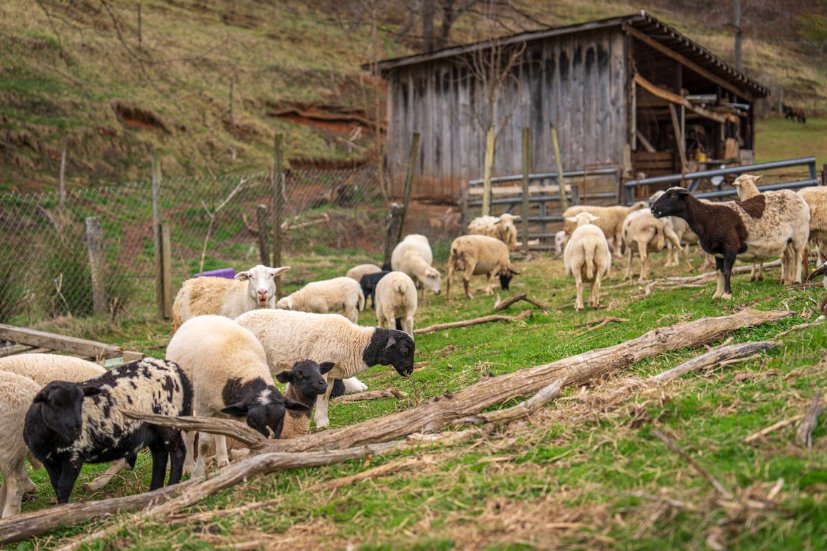 Silase Kambing untuk Meningkatkan Produksi