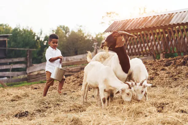 Manfaat Pakan Silase untuk Kambing Sehat