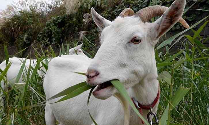 Peluang bisnis budidaya pakan kambing