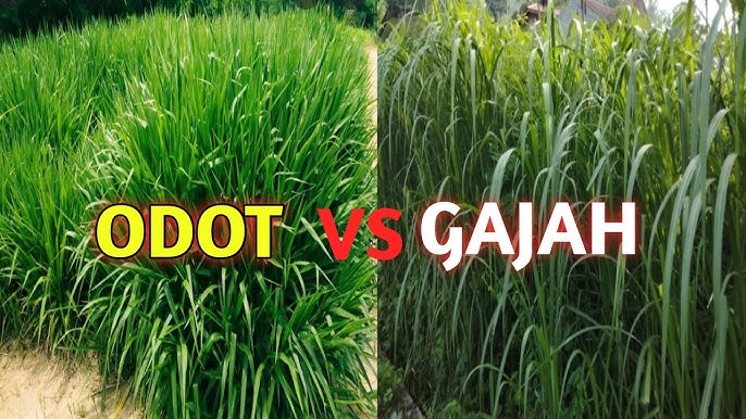 Perbedaan Rumput Gajah dan Rumput Odot