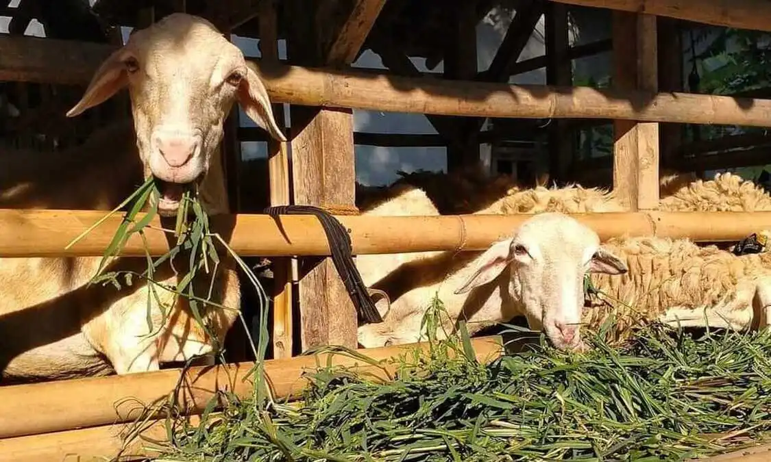 Pakan Ternak Kambing Breeding