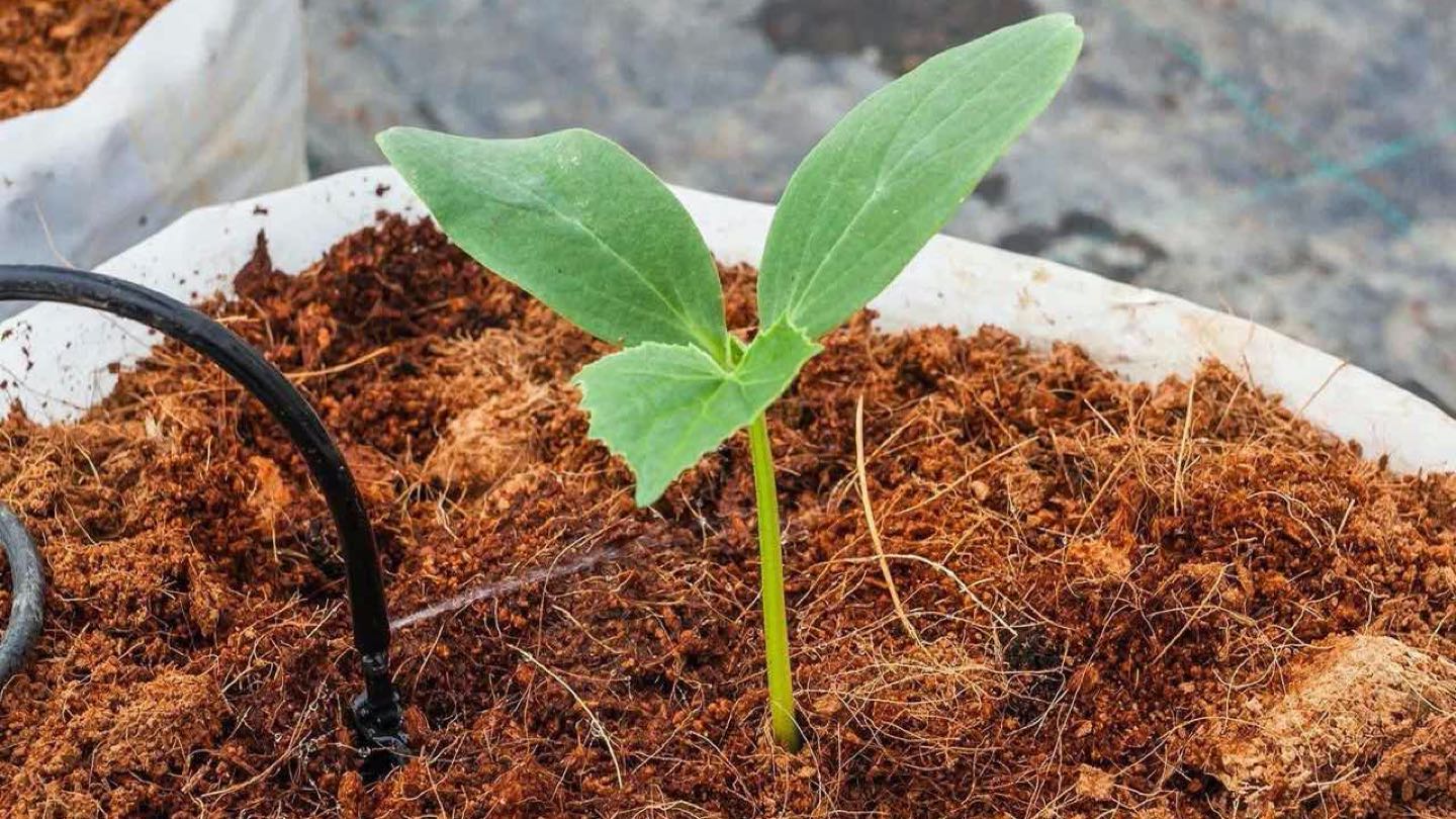 manfaat cocopeat untuk tanaman