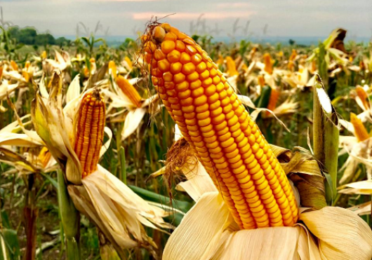 Cara Menggiling Jagung untuk Pakan Ternak Berkualitas