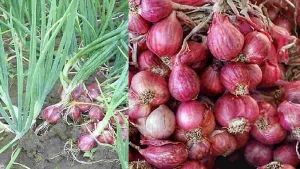 Cara Mempercepat Kupas Bawang