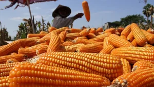 Cara Menggiling Jagung untuk Pakan Ternak Berkualitas