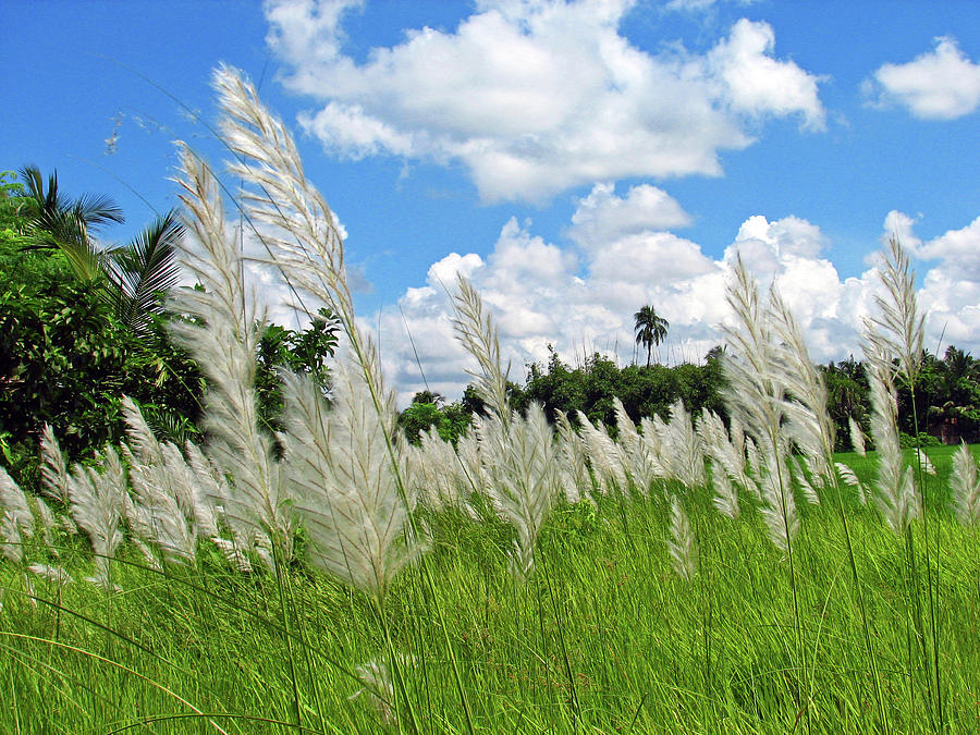 Kandungan nutrisi rumput liar