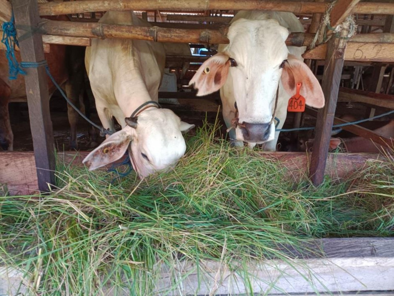 Keuntungan Menanam Rumput untuk Peternak