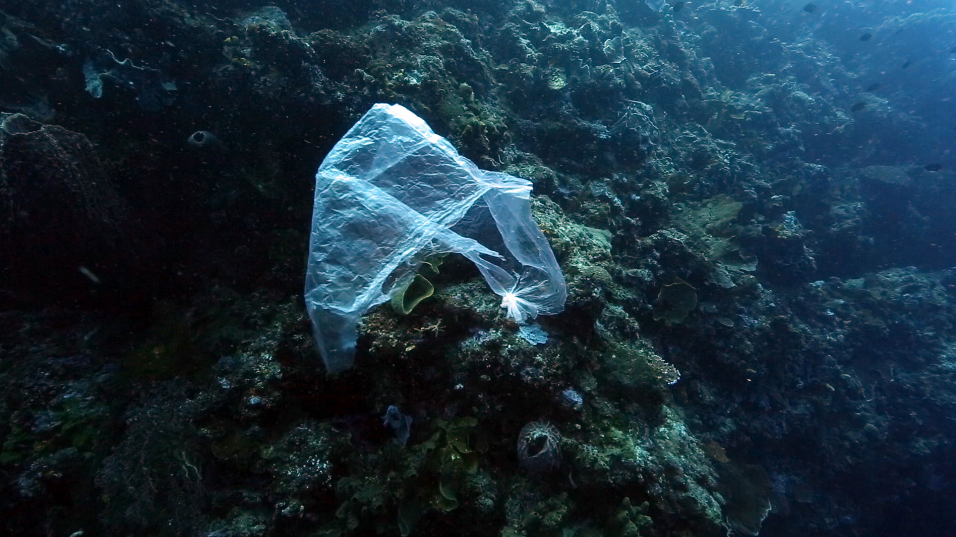 pemantauan kualitas air laut