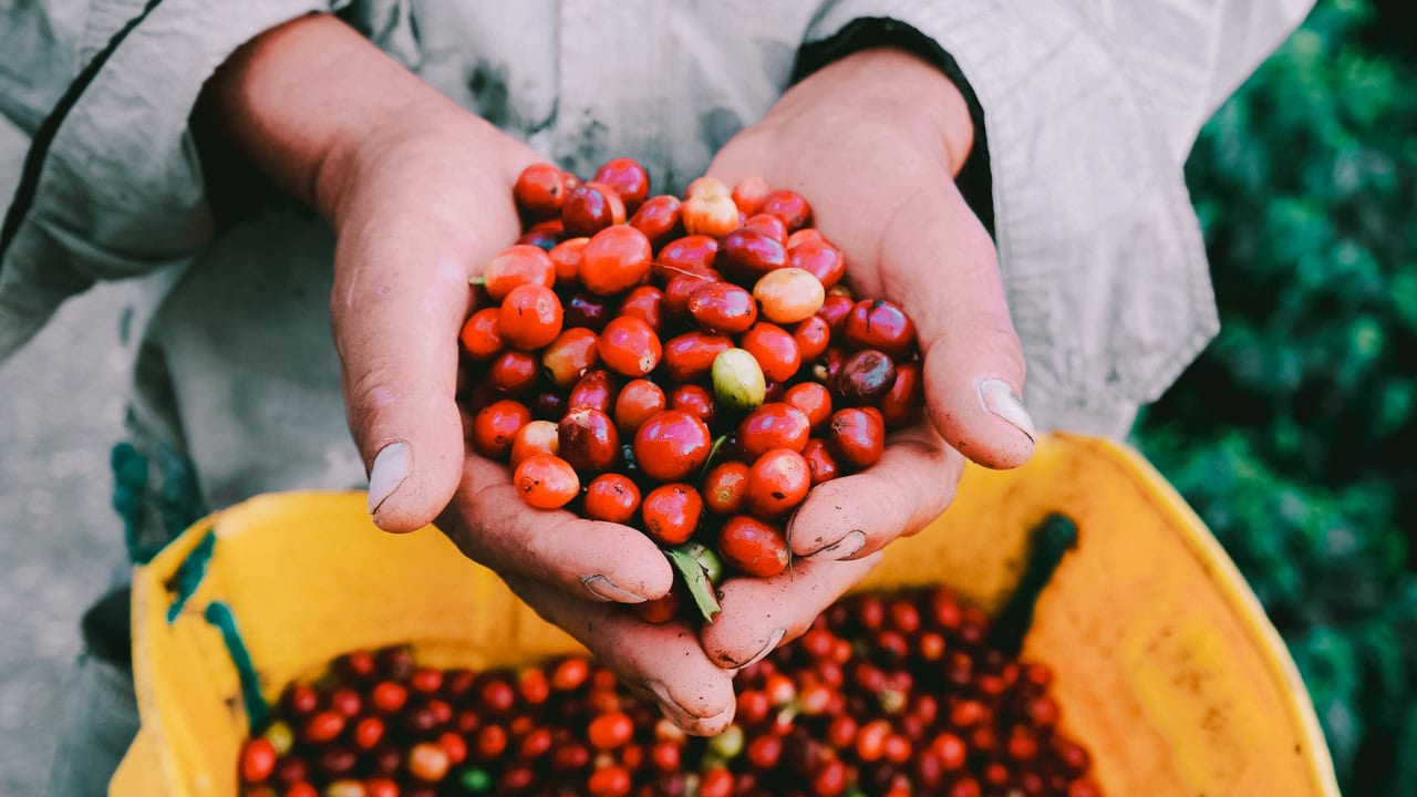 Tips Memanen Buah Kopi yang Tepat