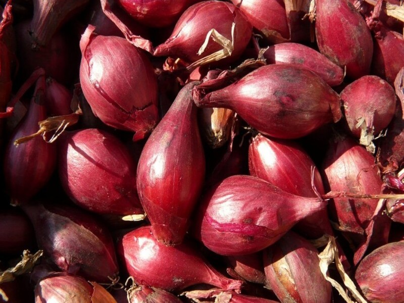 usaha pengolahan bawang merah