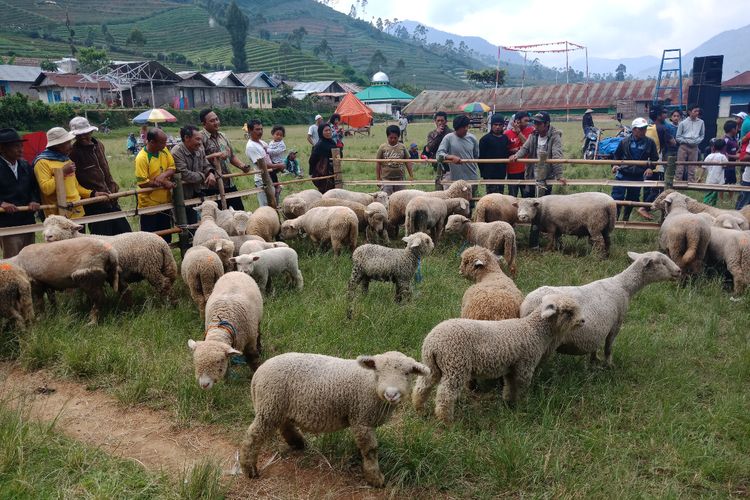 fermentasi pakan domba cepat gemuk