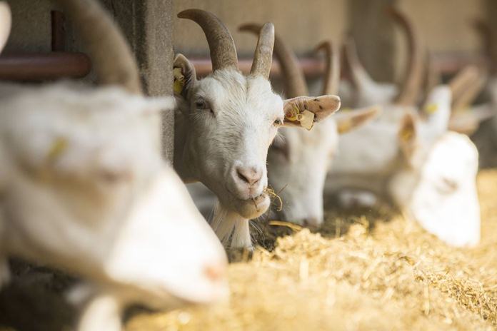 Fermentasi Pakan Kambing