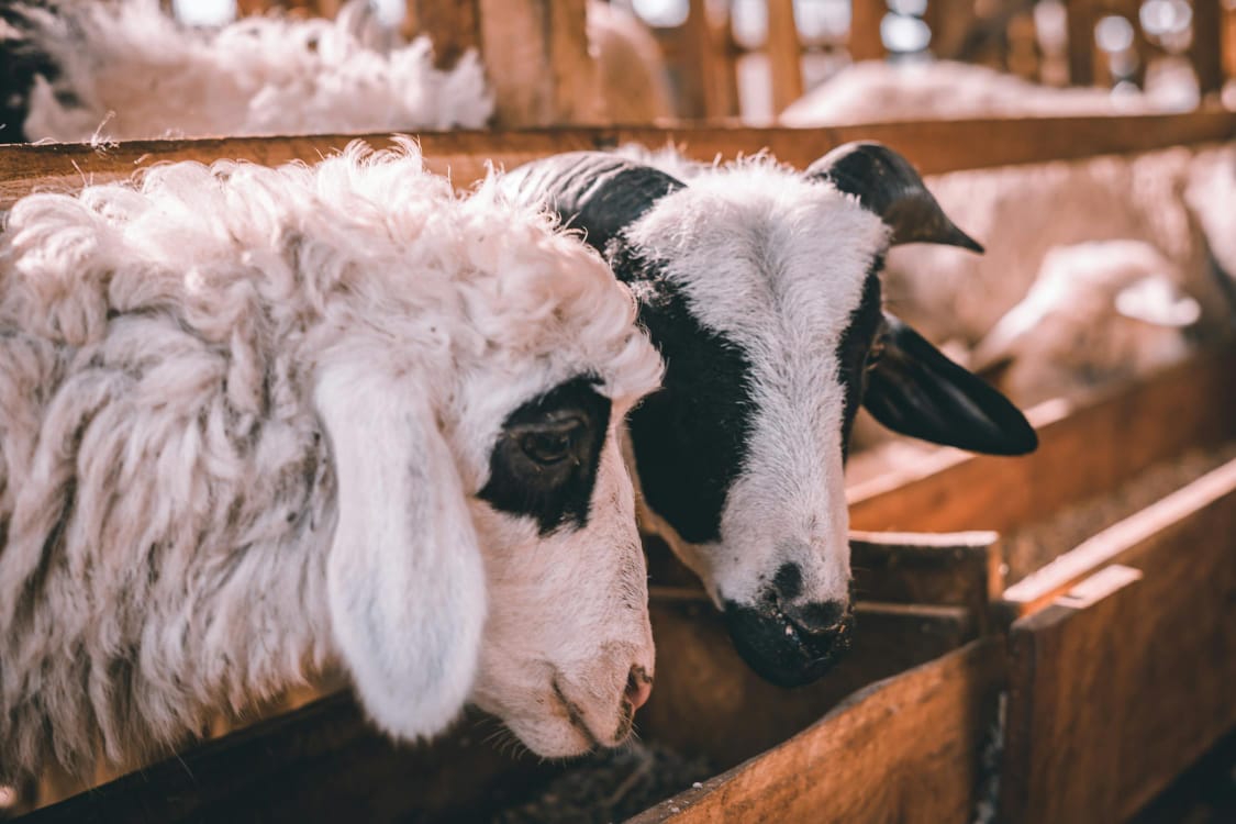 Fermentasi Pakan Kambing