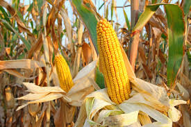 Cara Efektif Panen Jagung