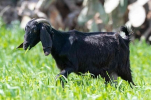 Proses fermentasi pakan kambing