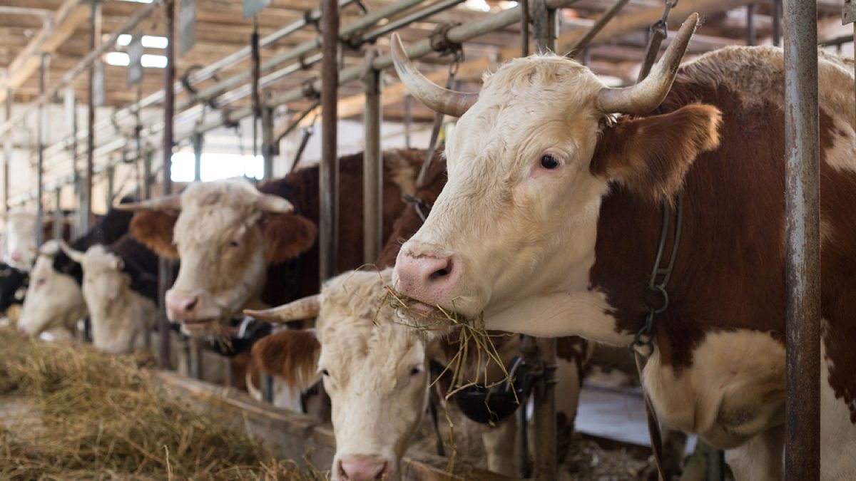 Dedak untuk konsentrat sapi