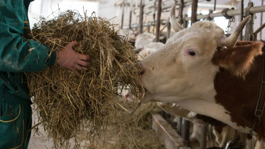 Dedak untuk konsentrat sapi