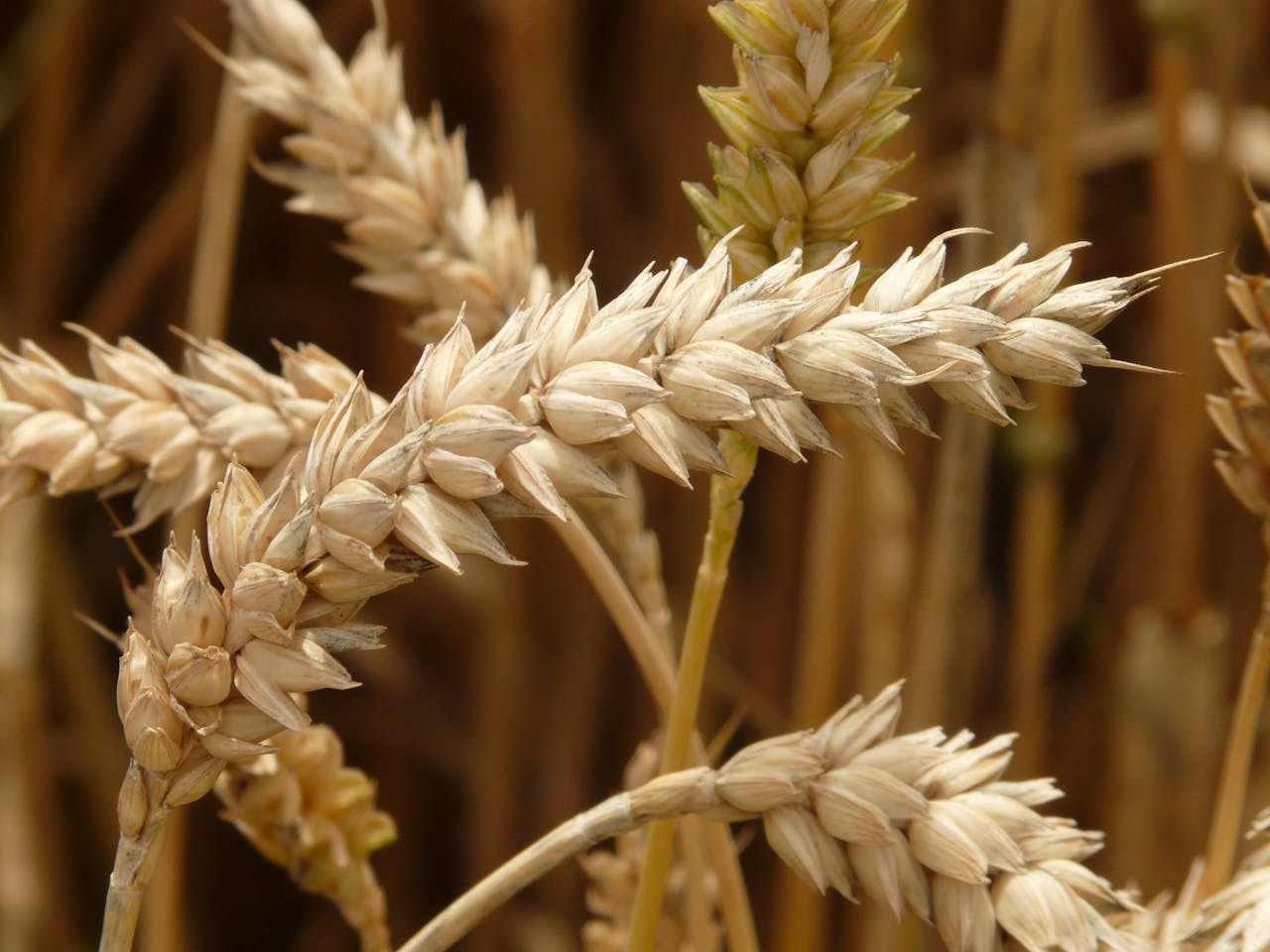 manfaat barley untuk pencernaan