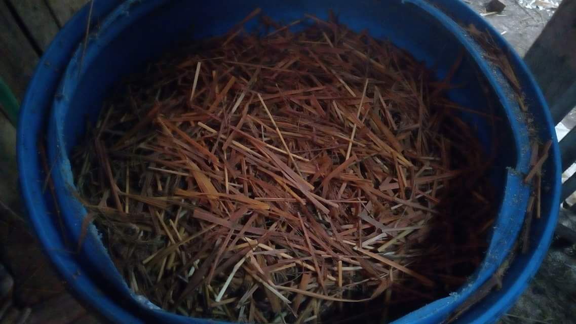 Cara Fermentasi Jerami Basah untuk Sapi