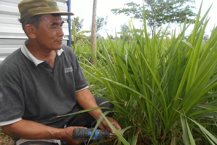 hijauan tinggi serat alami