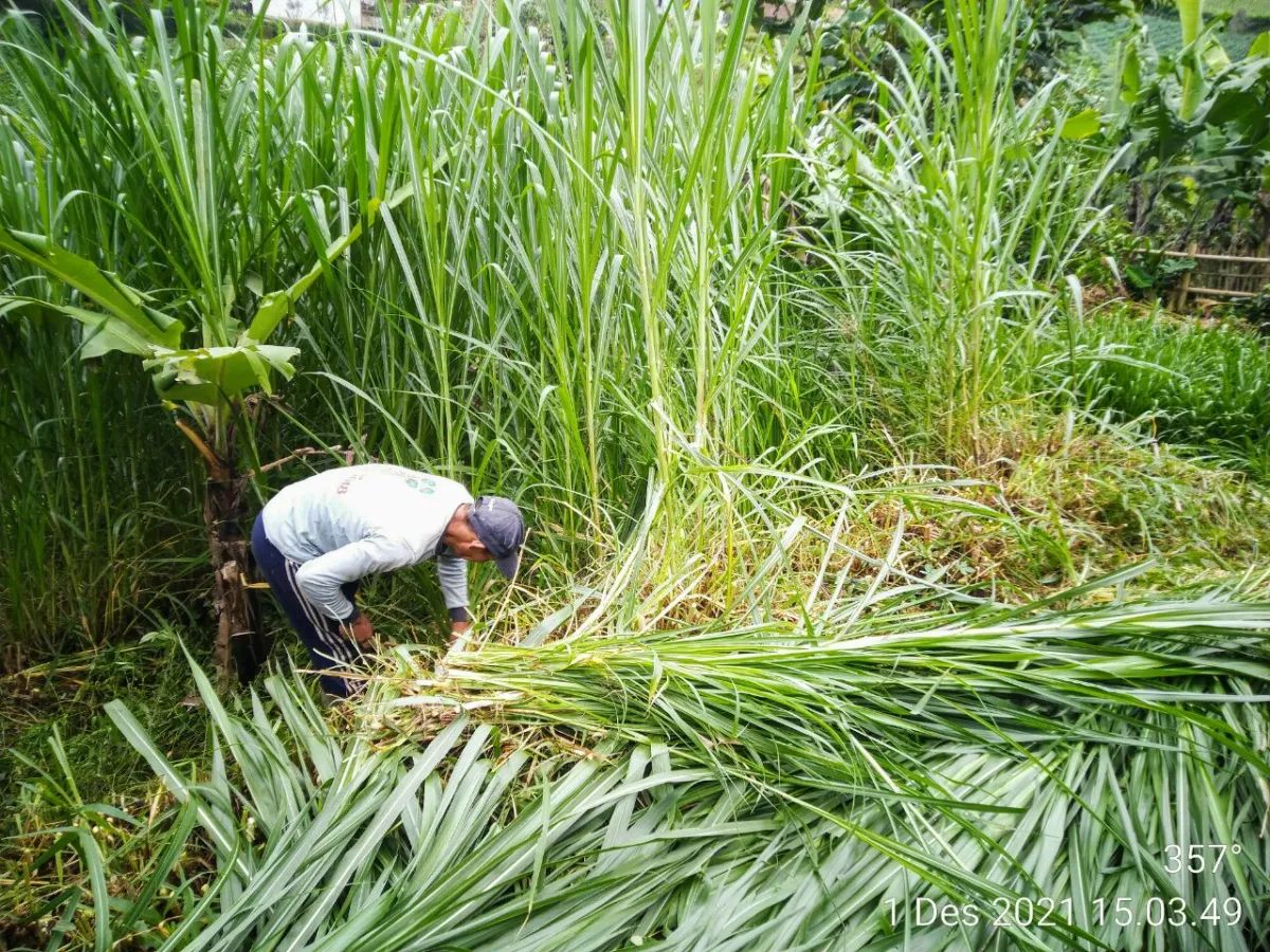 rumput tebasan peternakan rakyat