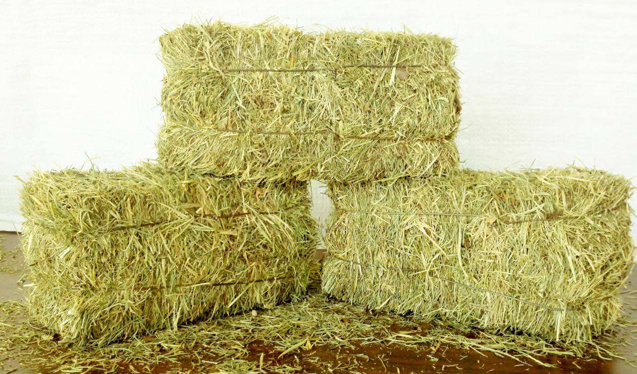 rumput kering stok pakan
