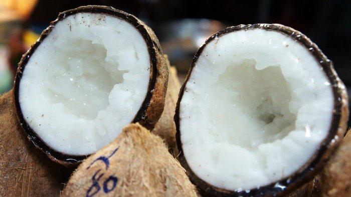 ciri sabut kelapa kopyor