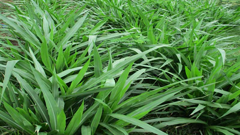 rumput odot mudah dicerna
