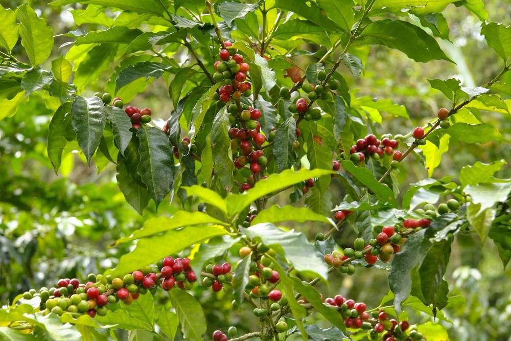Faktor Penentu Kualitas Kopi