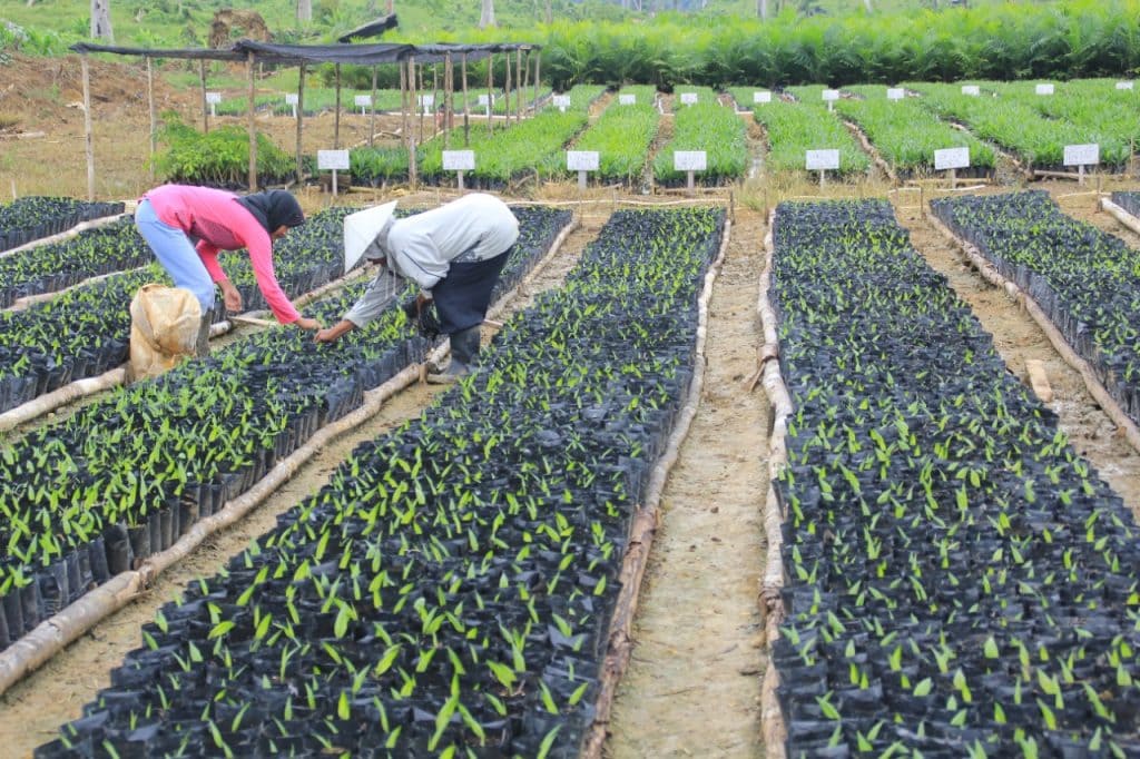 proses pembibitan kelapa sawit