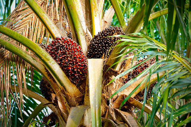 jenis kelapa sawit perkebunan