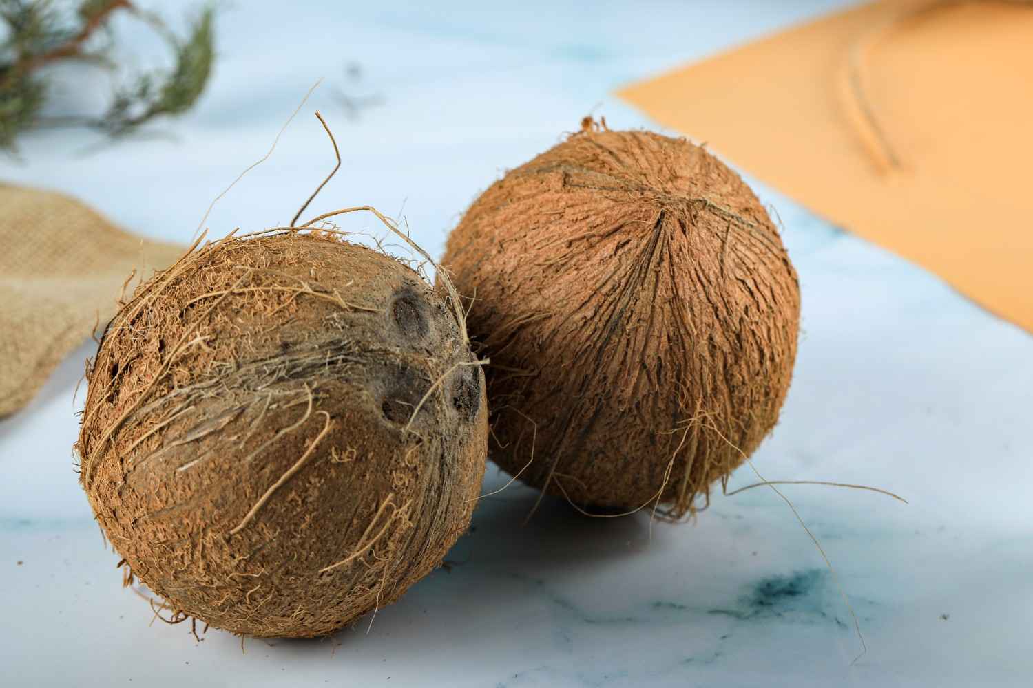 kelapa