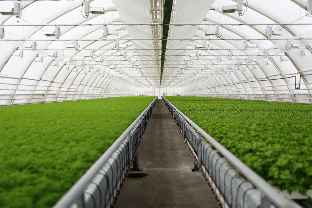 Manfaat Greenhouse untuk Pertanian