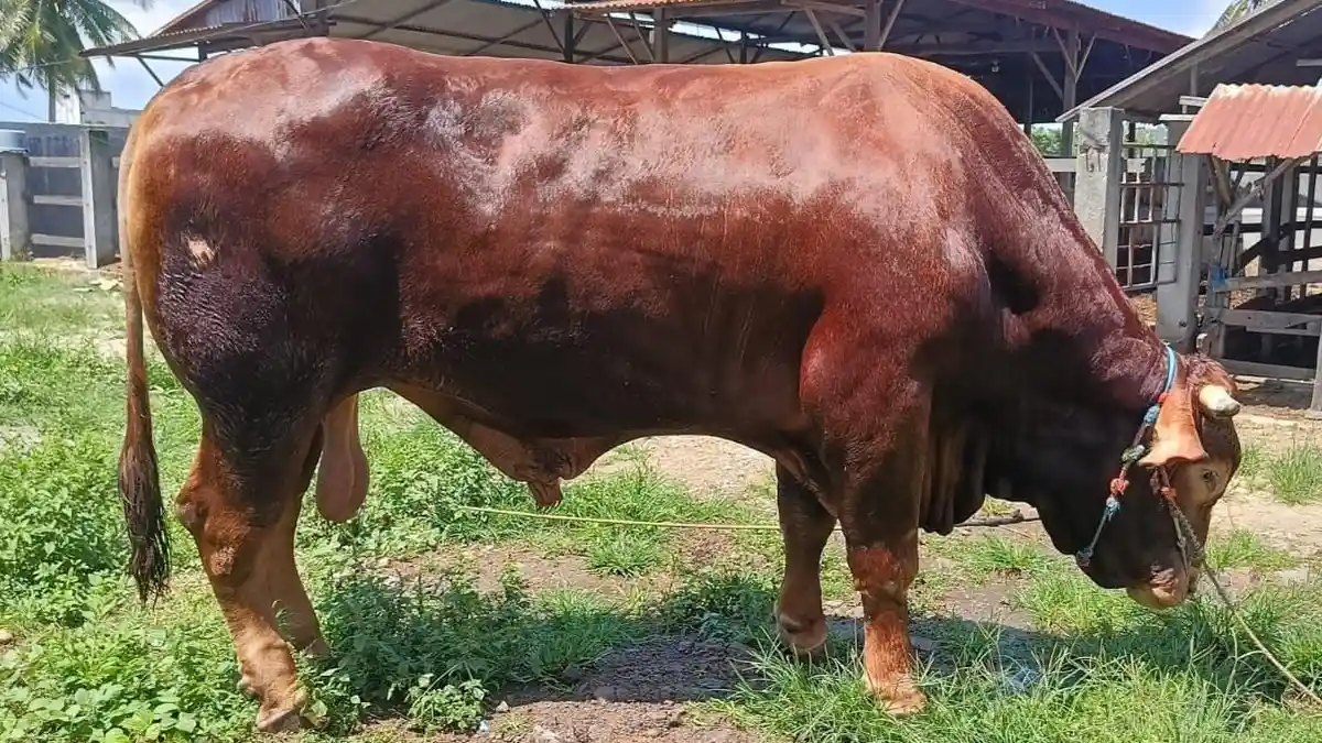 cara kerja alat perebah sapi