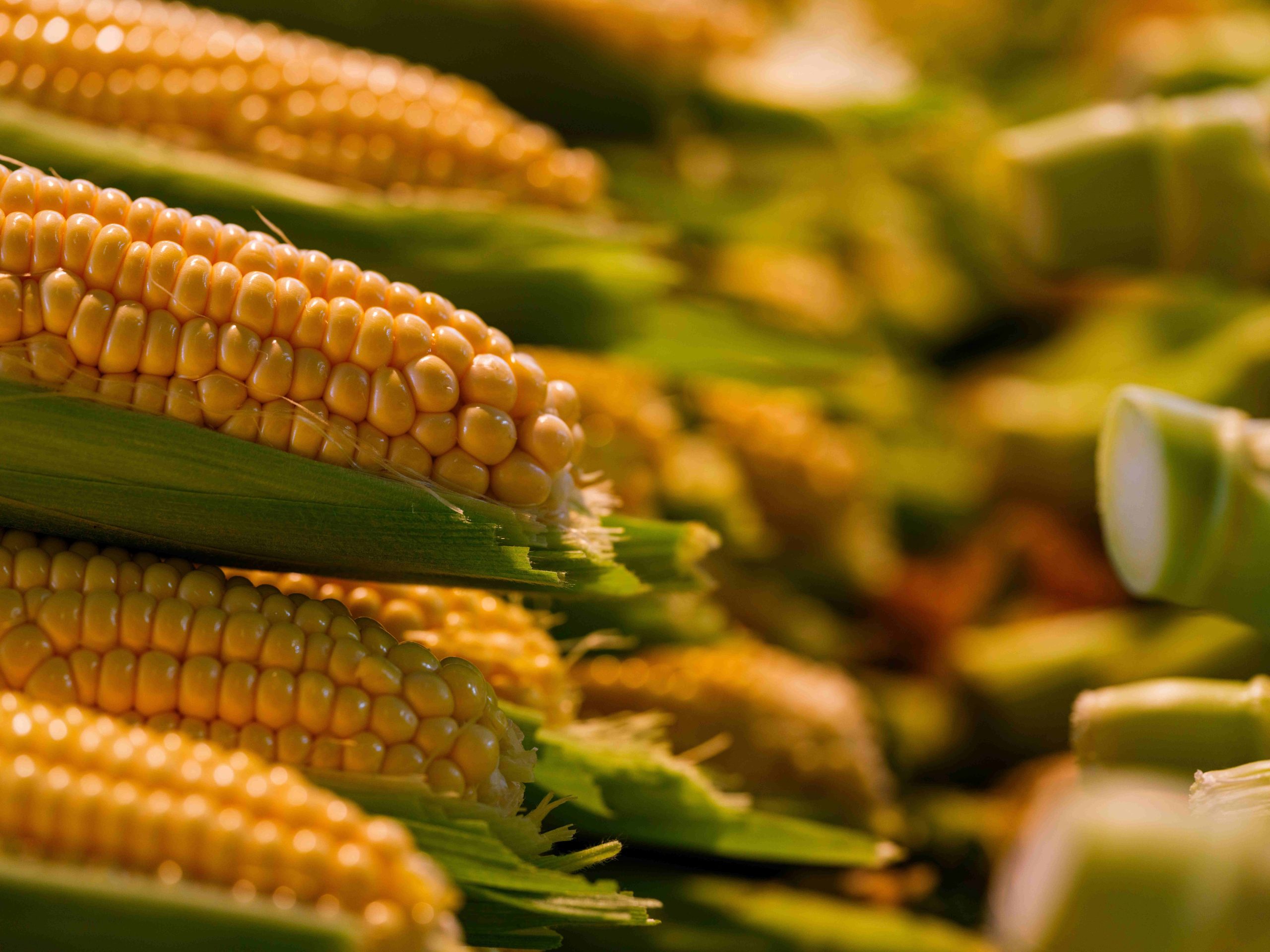 cara panen jagung