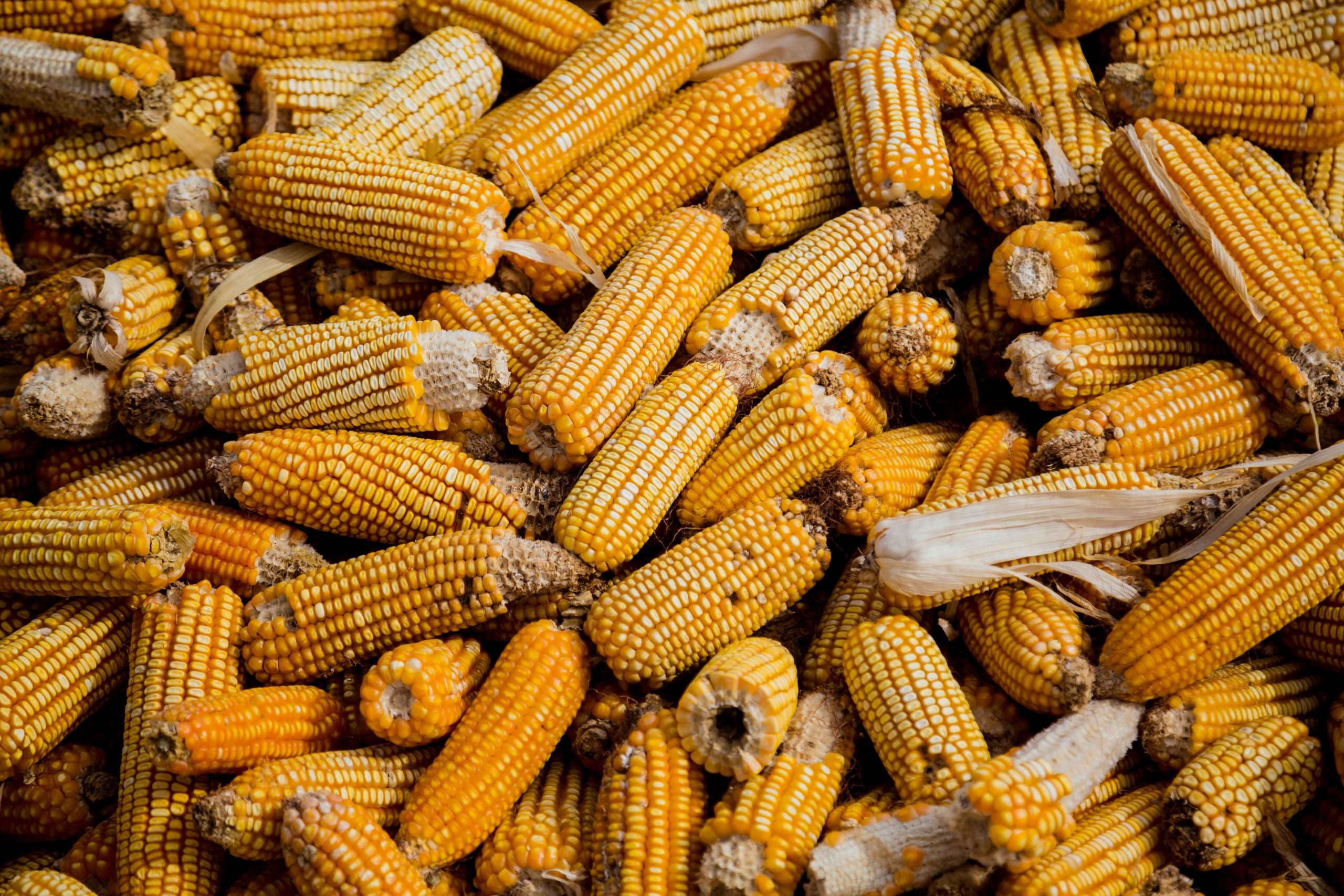 cara panen jagung