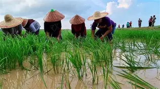 cara menghemat biaya tanam padi