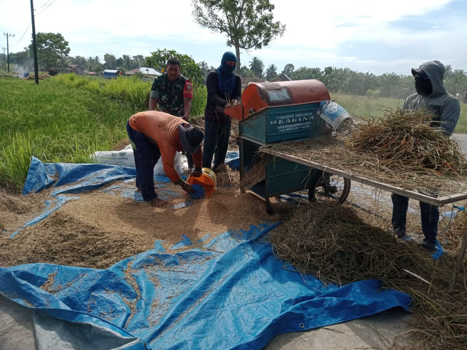peluang usaha jasa perontokan padi modern