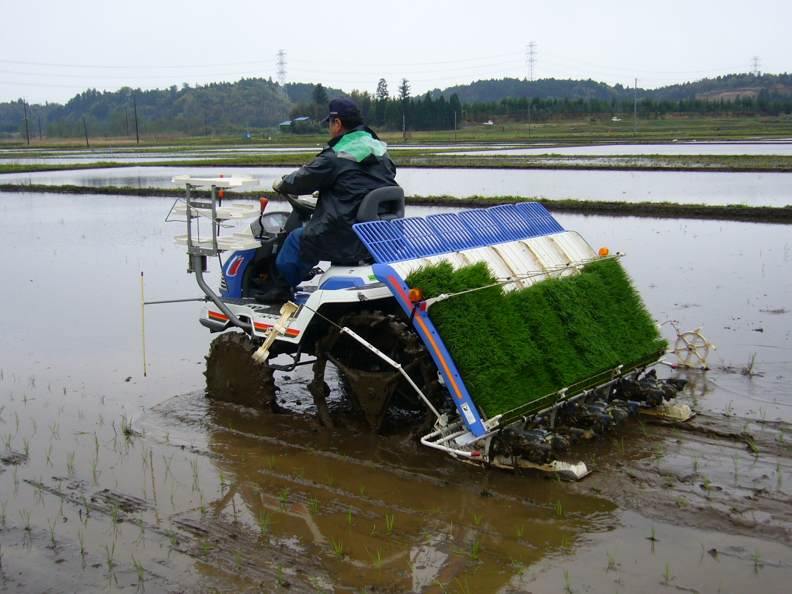 tanam padi banyak baris