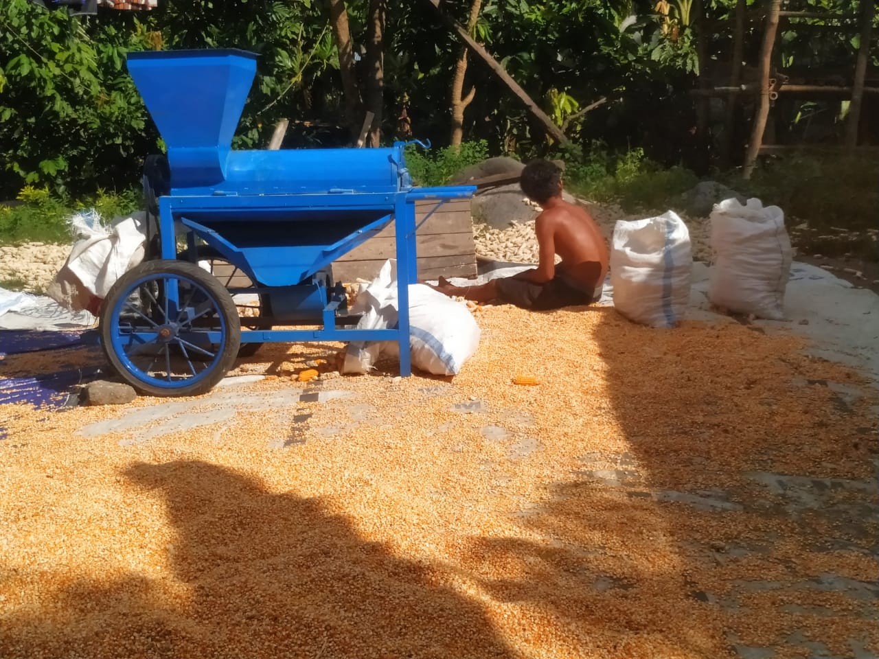 cara menghemat tenaga proses pemipilan jagung