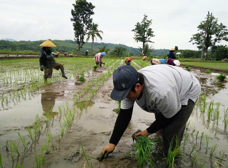cara menanam padi yang baik dan menguntungkan