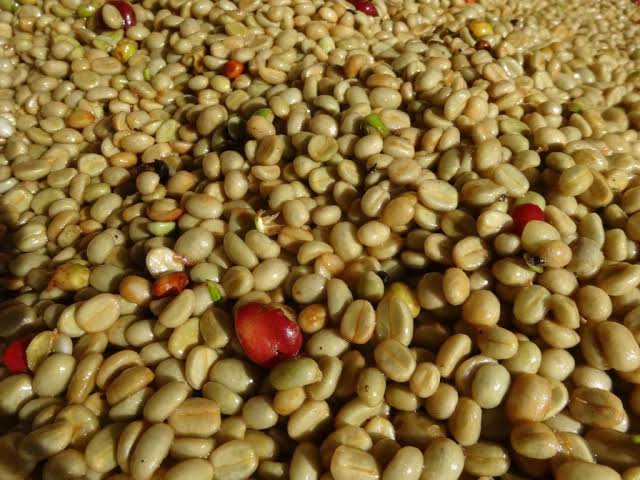 hasil pengupasan kopi yang baik