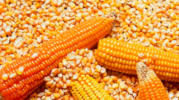 jagung pipilan bisa dibuat apa