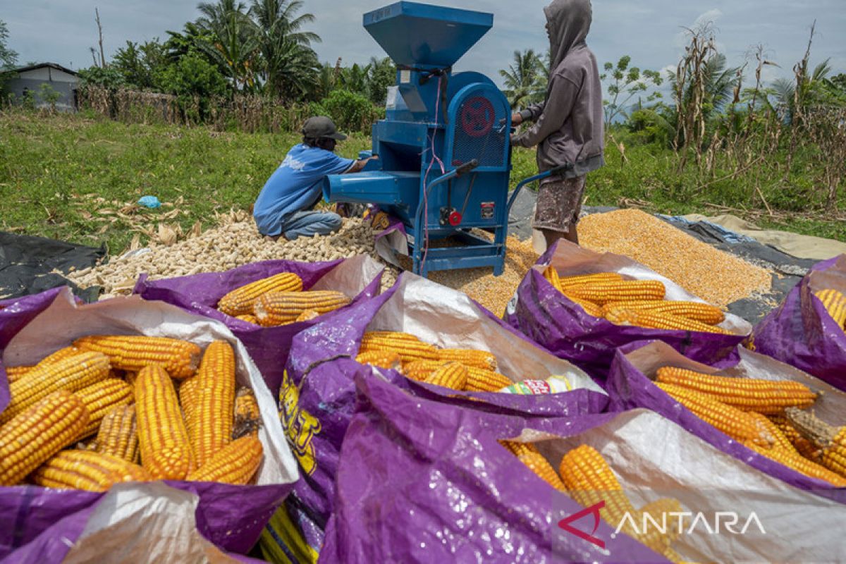 hasil pemipilan jagung tidak maksimal
