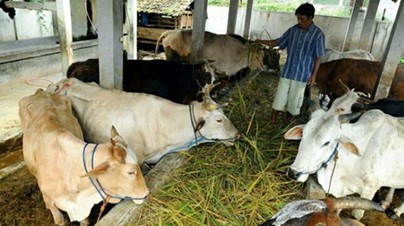 Cara Meningkatkan Efisiensi Pemberian Pakan