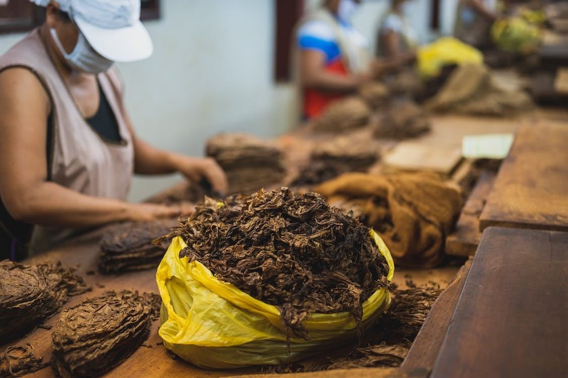 Cara Menjaga Ketebalan Rajangan Daun Tembakau